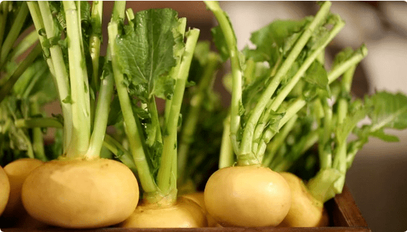 Radish for cystitis