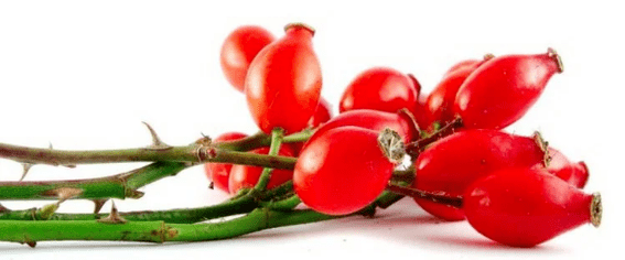 Rose berries with cystitis